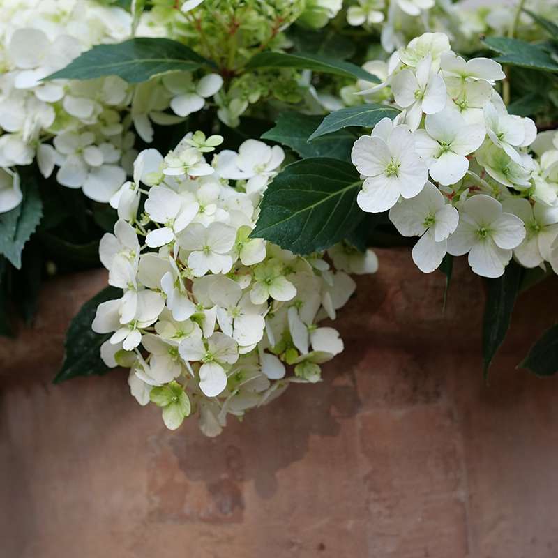 Cascade Hydrangea - FAIRYTRAIL White