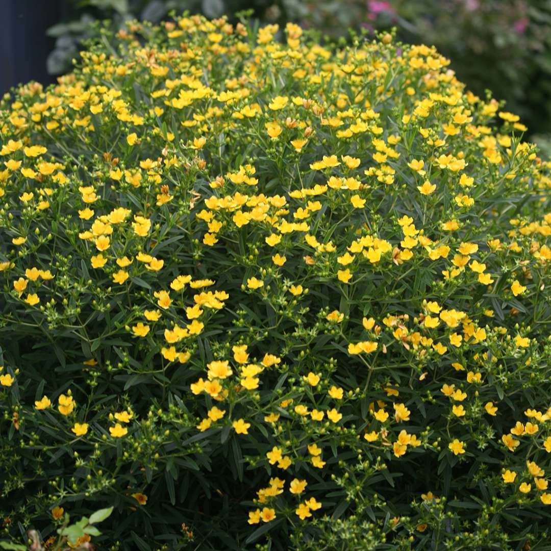 St. John's Wort - SUNNY BOULEVARD
