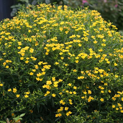 St. John's Wort - SUNNY BOULEVARD