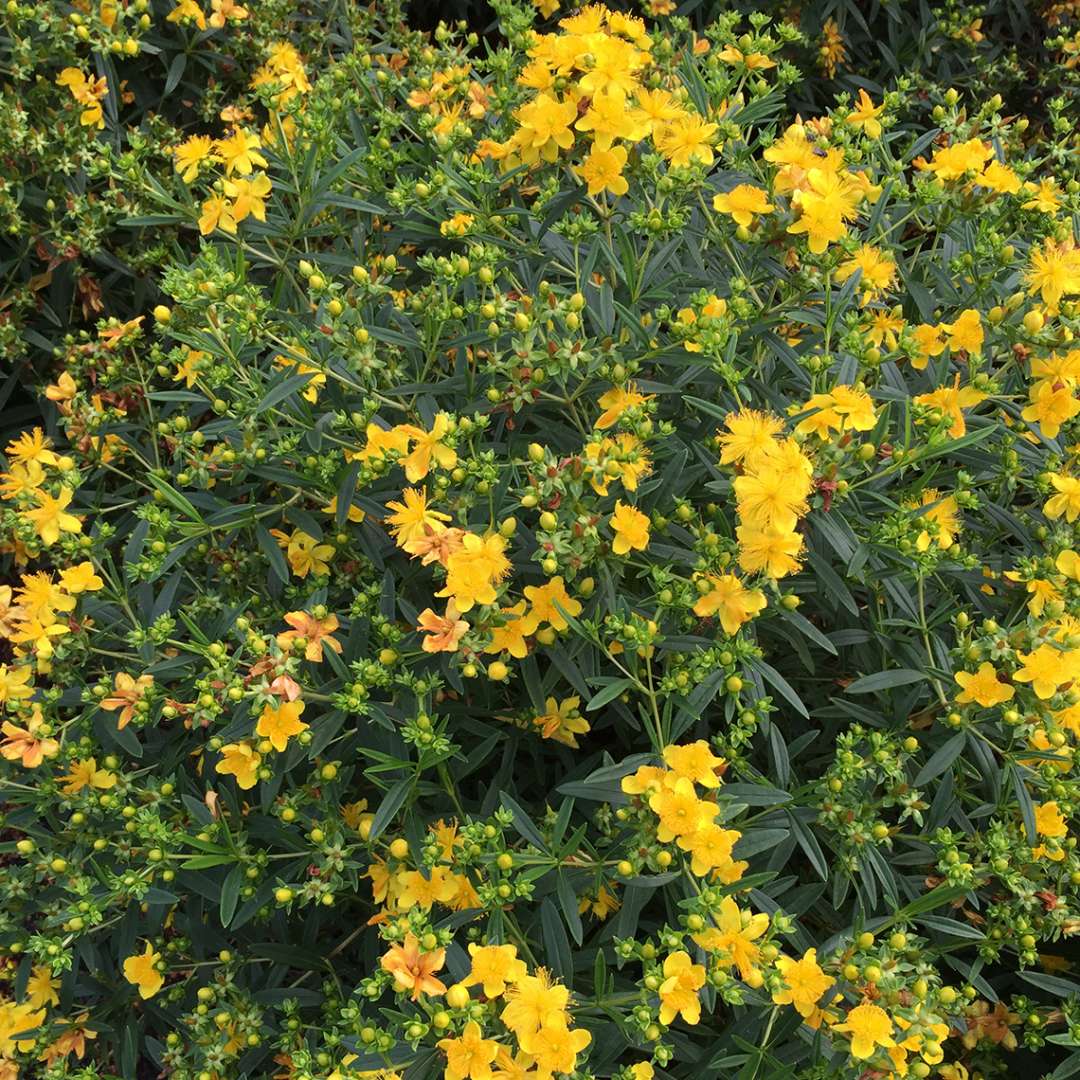 St. John's Wort - SUNNY BOULEVARD