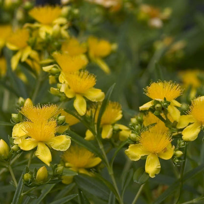 St. John's Wort - SUNNY BOULEVARD