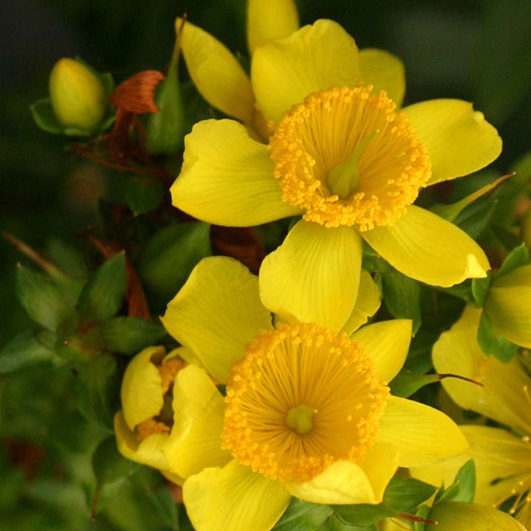 St. John's Wort - SUNNY BOULEVARD
