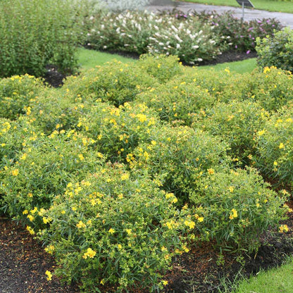 St. John's Wort - SUNNY BOULEVARD