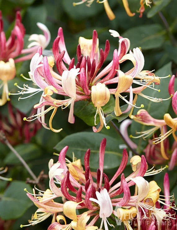 Honeysuckle - Serotina