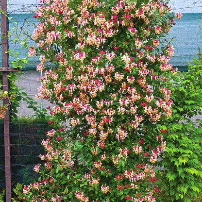 Honeysuckle - Serotina