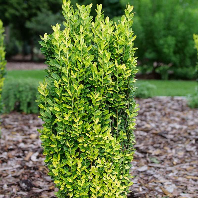 Japanese holly - GLOW STICK