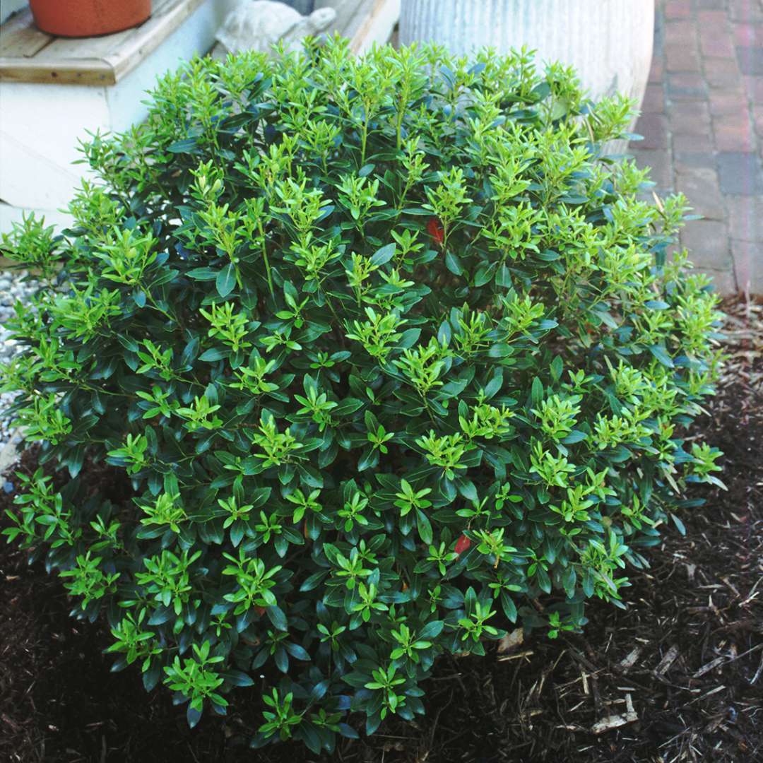 Holly - Inkberry - ‘Compacta’