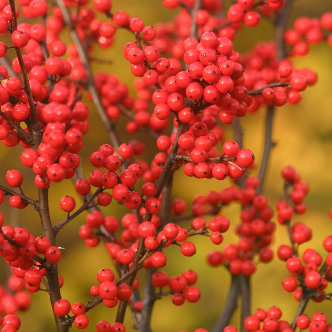 Holly - Winterberry - BERRY HEAVY