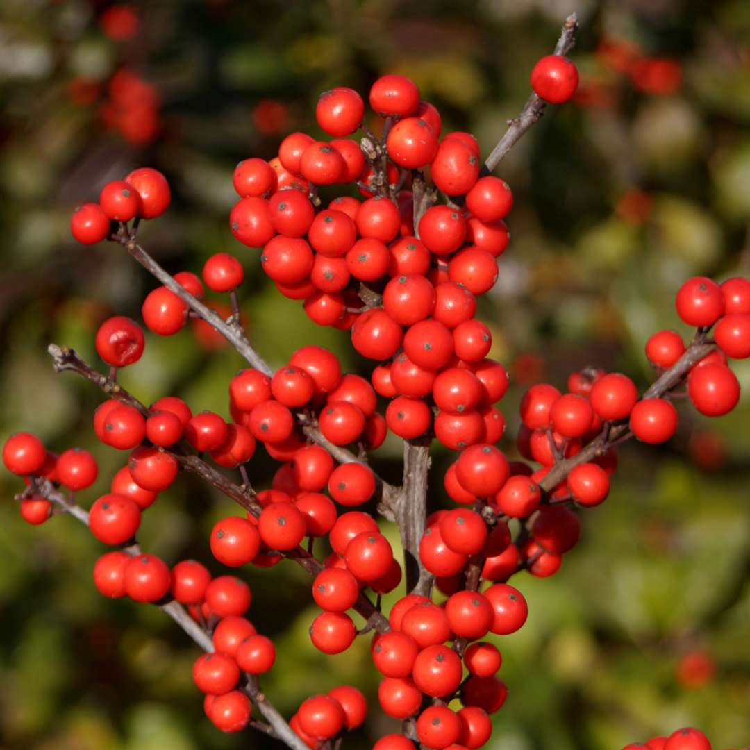 Holly - Winterberry - BERRY HEAVY