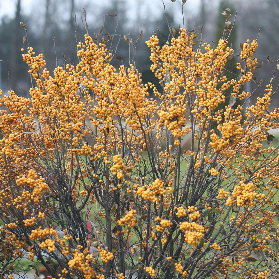 Holly - Winterberry - BERRY HEAVY Gold