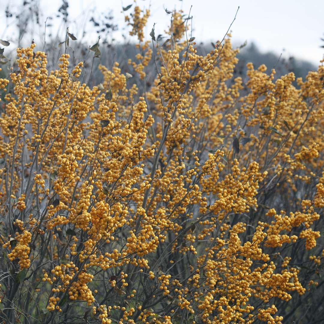 Holly - Winterberry - BERRY HEAVY Gold