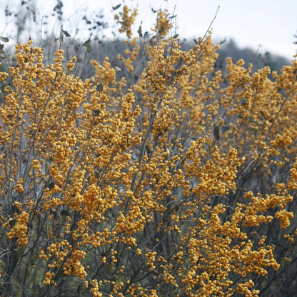 Holly - Winterberry - BERRY HEAVY Gold