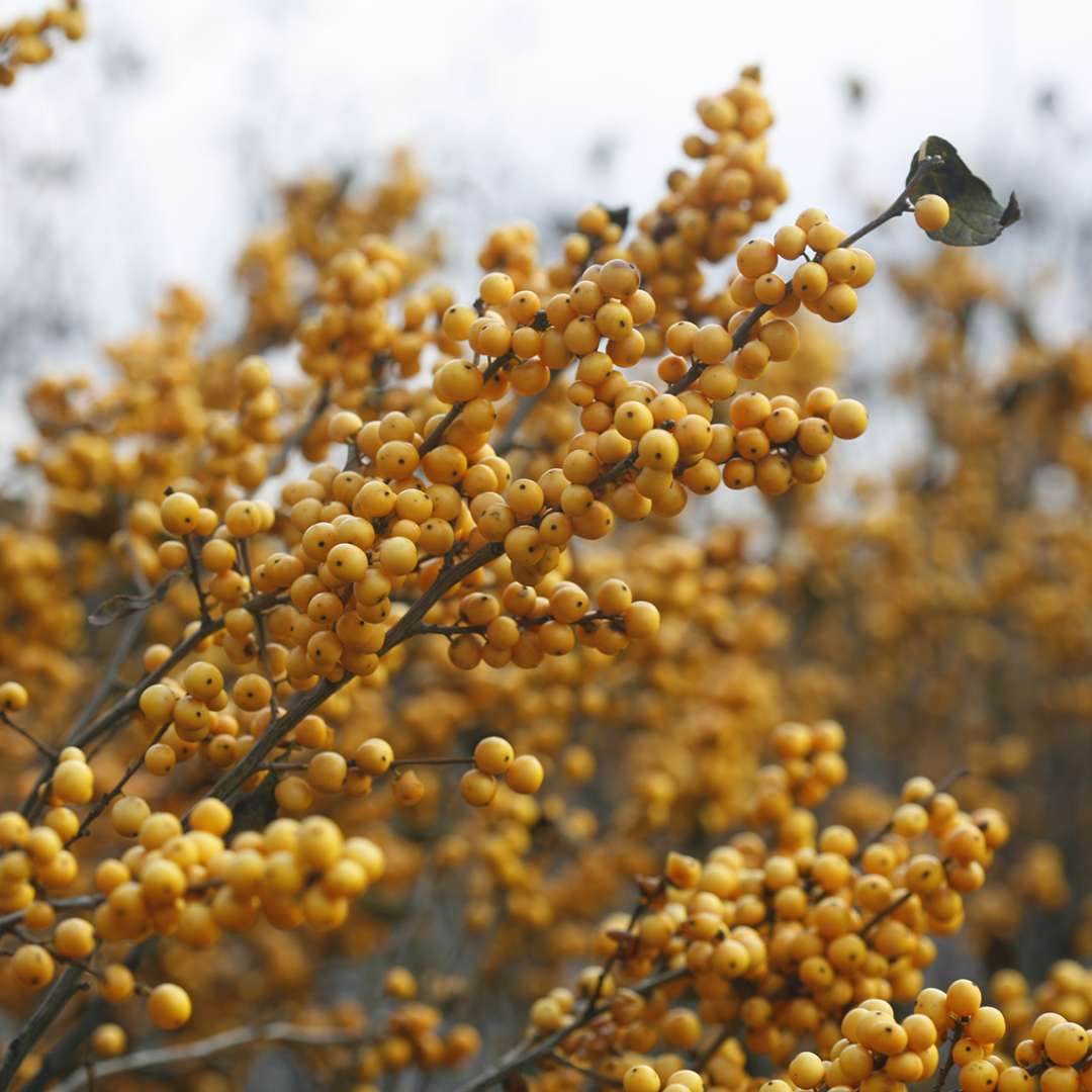 Holly - Winterberry - BERRY HEAVY Gold