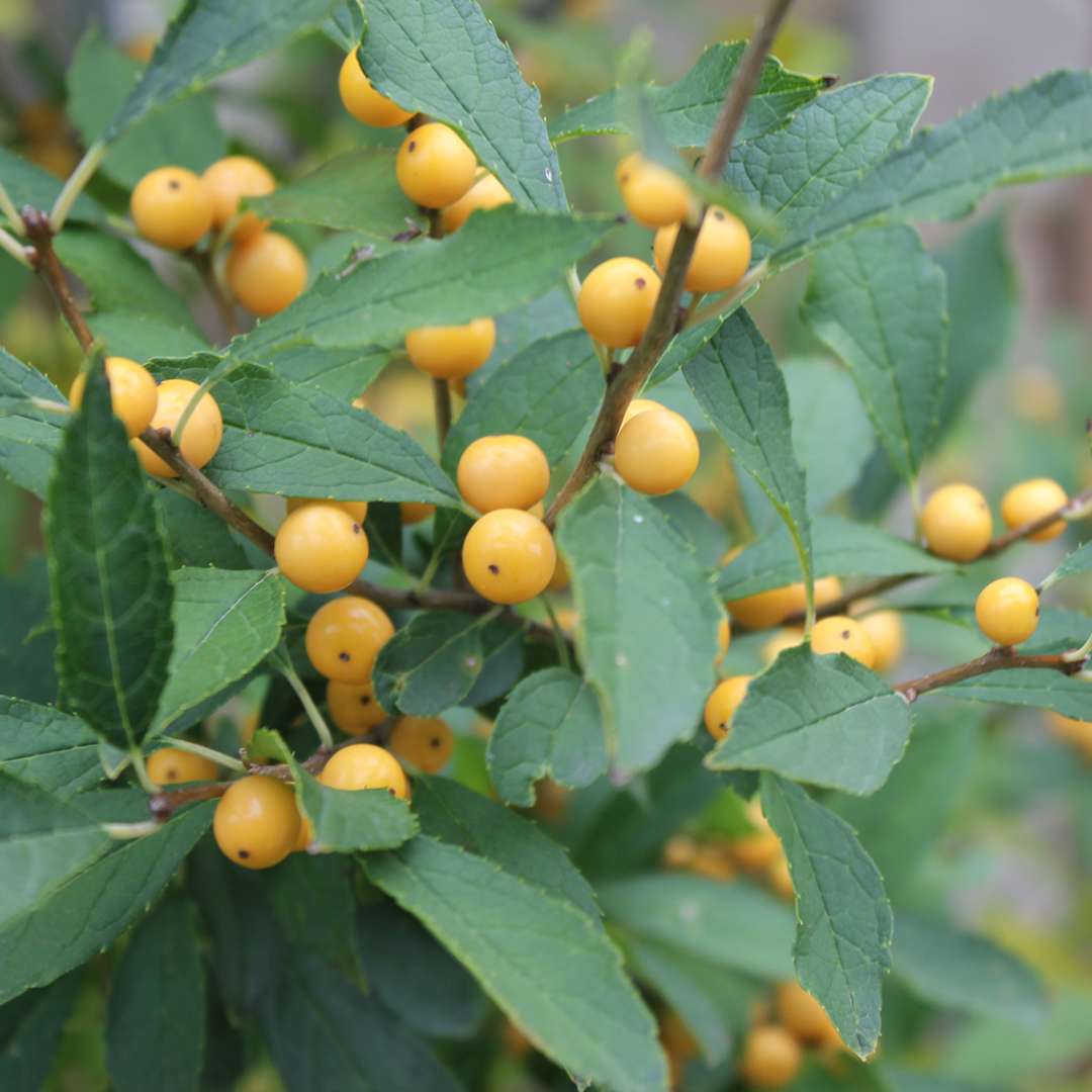 Holly - Winterberry - BERRY HEAVY Gold