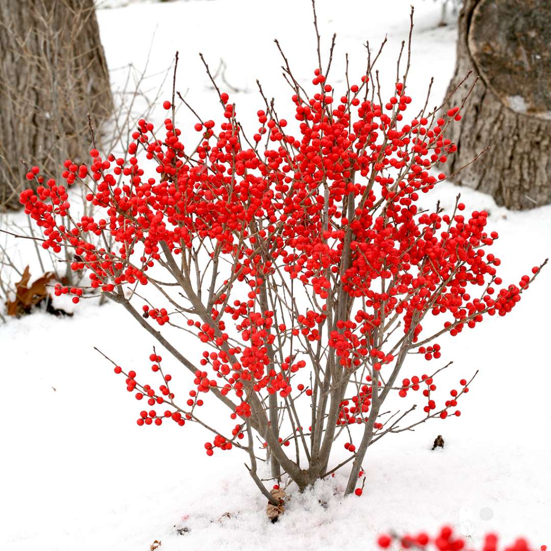 Holly - Winterberry - BERRY POPPINS