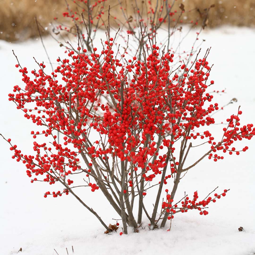 Holly - Winterberry - BERRY POPPINS