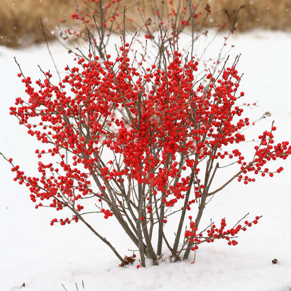 Holly - Winterberry - BERRY POPPINS