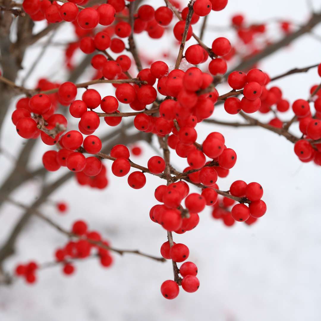 Holly - Winterberry - BERRY POPPINS