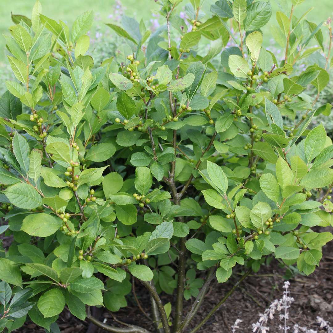 Holly - Winterberry - BERRY POPPINS