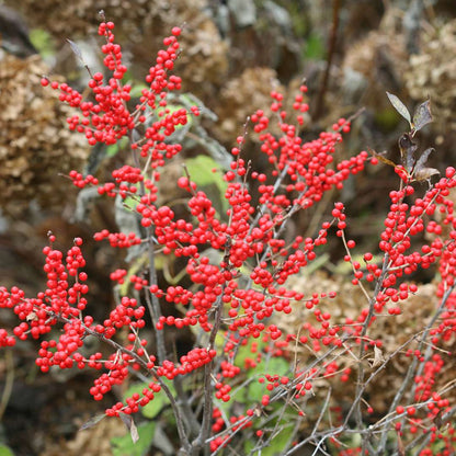 Holly - Winterberry - BERRY POPPINS