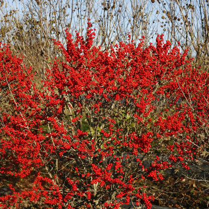 Holly - Winterberry - BERRY POPPINS