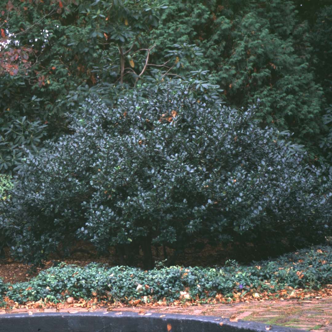 Holly - Blue - ‘Blue Prince’