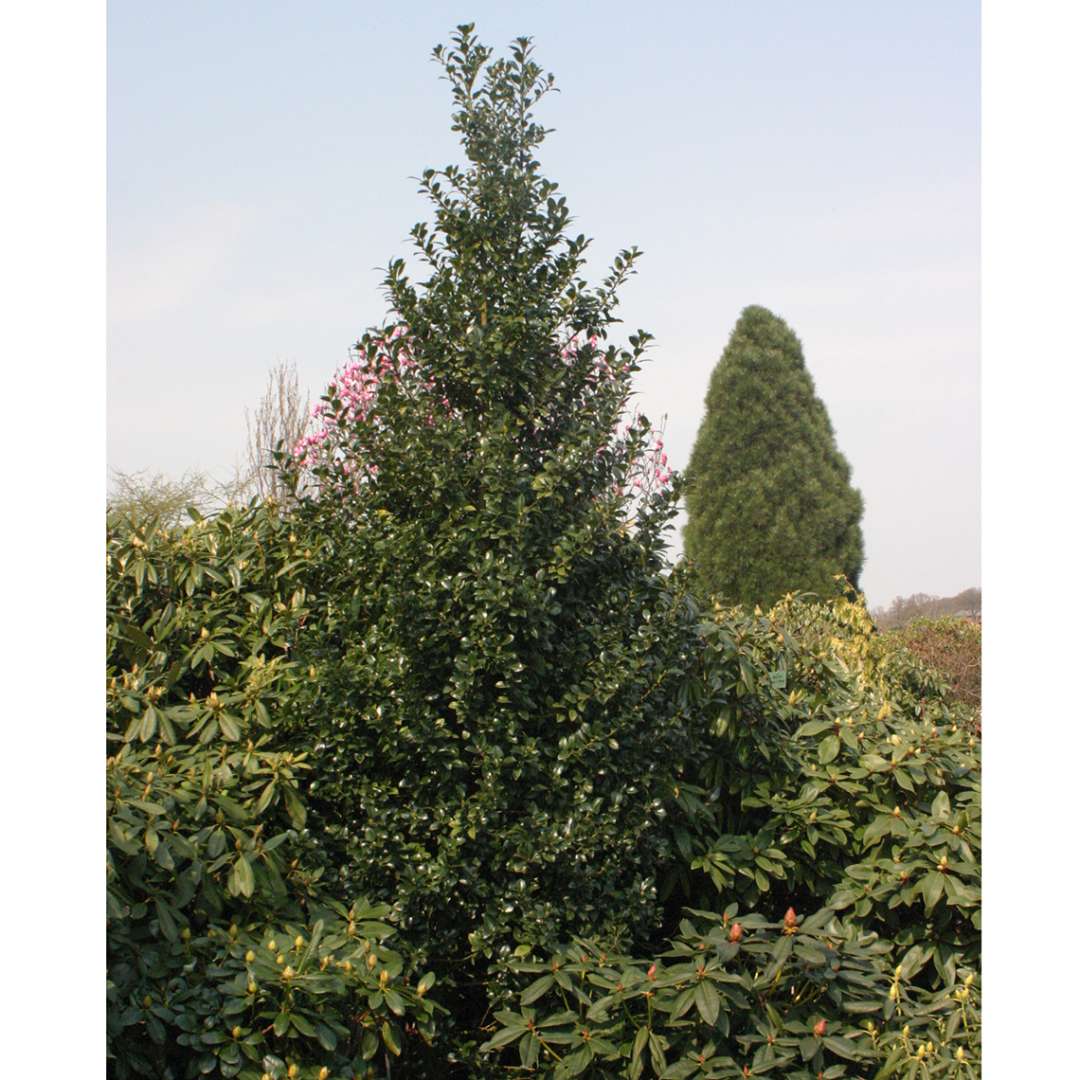 Holly - Blue - CASTLE SPIRE