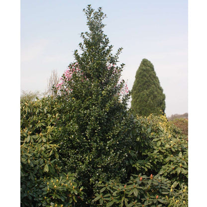 Holly - Blue - CASTLE SPIRE