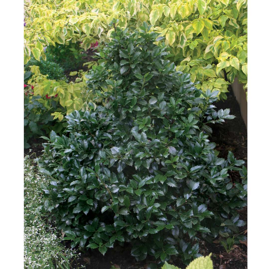 Holly - Blue - CASTLE SPIRE