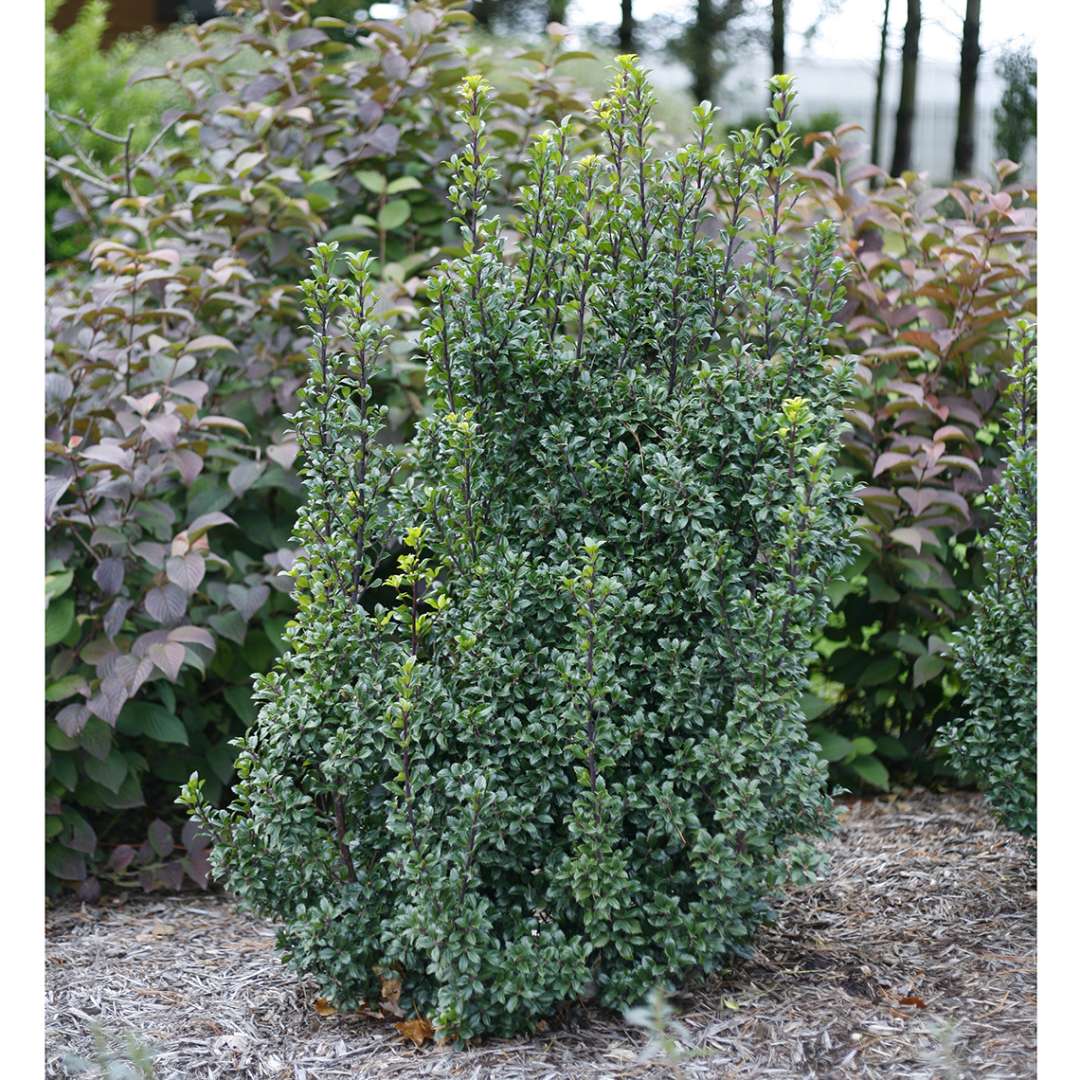 Holly - Blue - CASTLE WALL