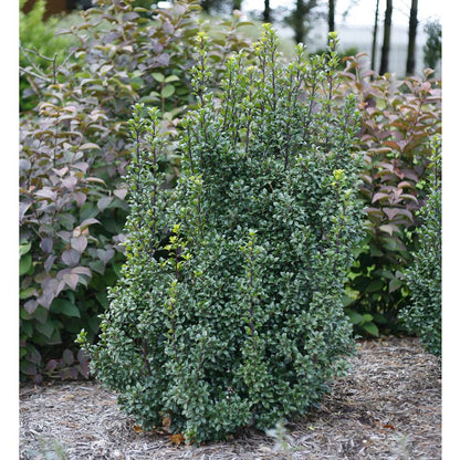 Holly - Blue - CASTLE WALL