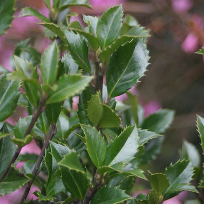 Holly - Blue - CASTLE WALL