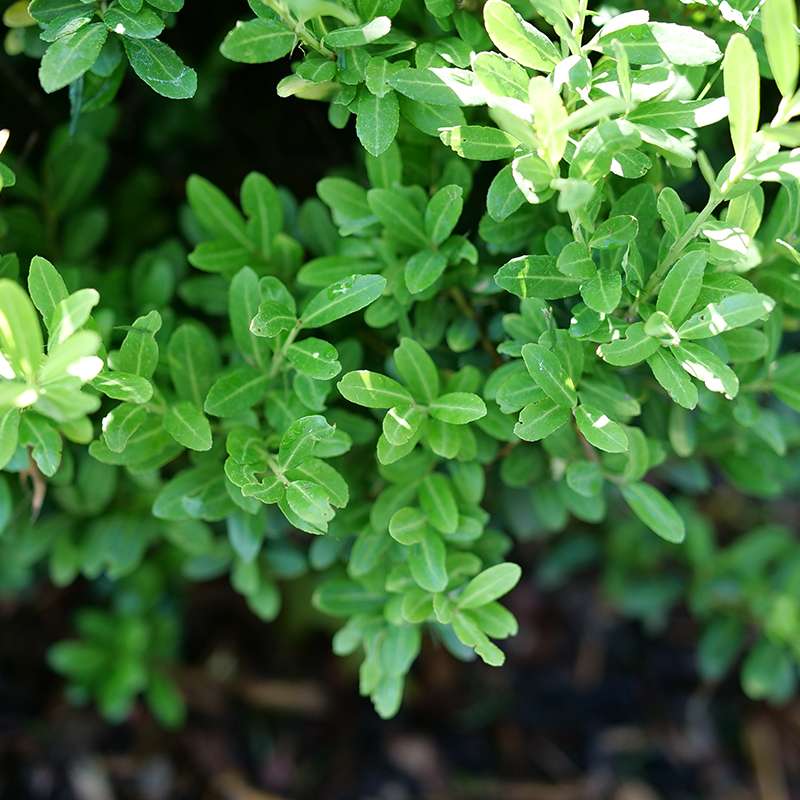 Japanese holly - GLOW POP