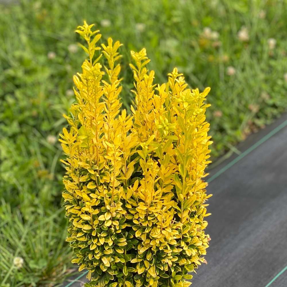 Japanese holly - GLOW STICK