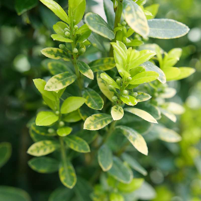 Japanese holly - GLOW STICK