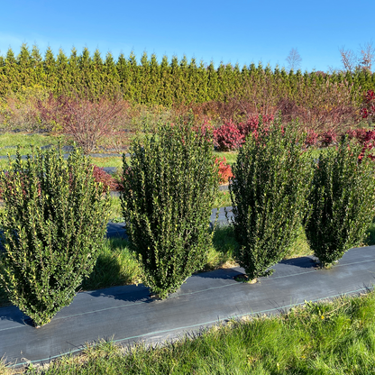 Japanese holly - HEDGE BOX