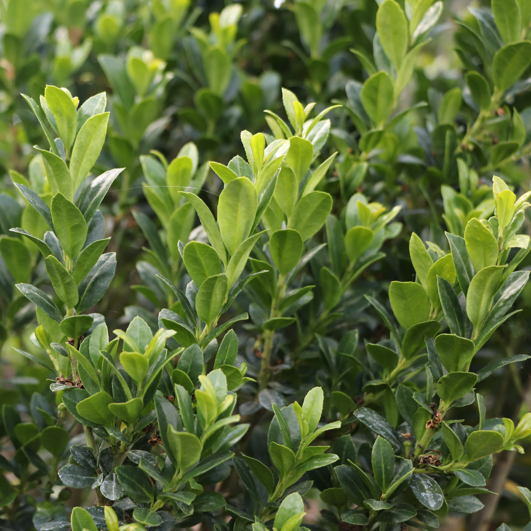 Japanese holly - HEDGE BOX