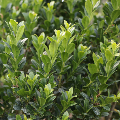 Japanese holly - HEDGE BOX