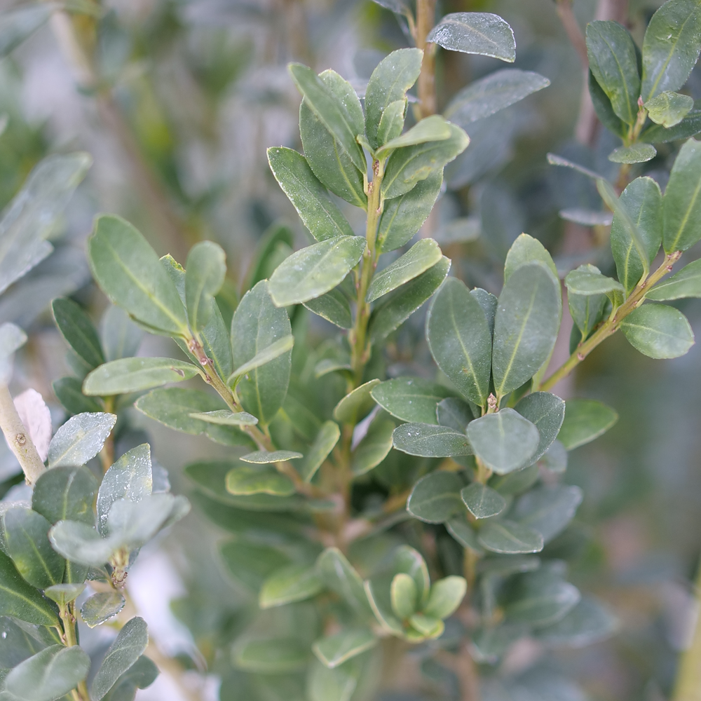 Japanese holly - HEDGE BOX