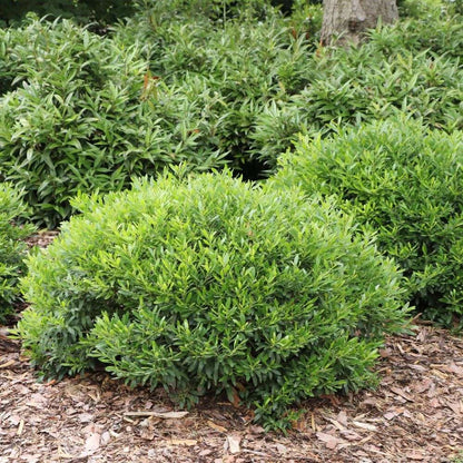 Dwarf Inkberry Holly - GEM BOX PRIME