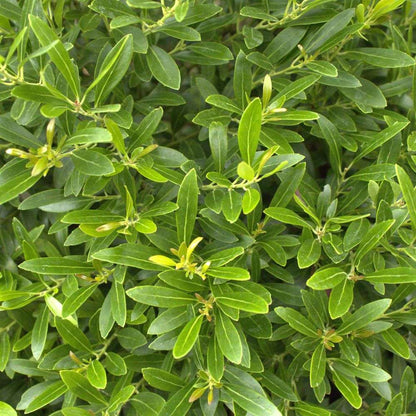 Dwarf Inkberry Holly - GEM BOX PRIME