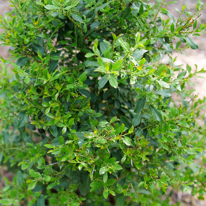 Inkberry Holly - SQUEEZE BOX