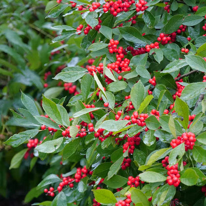Holly - Winterberry - BERRY HEAVY