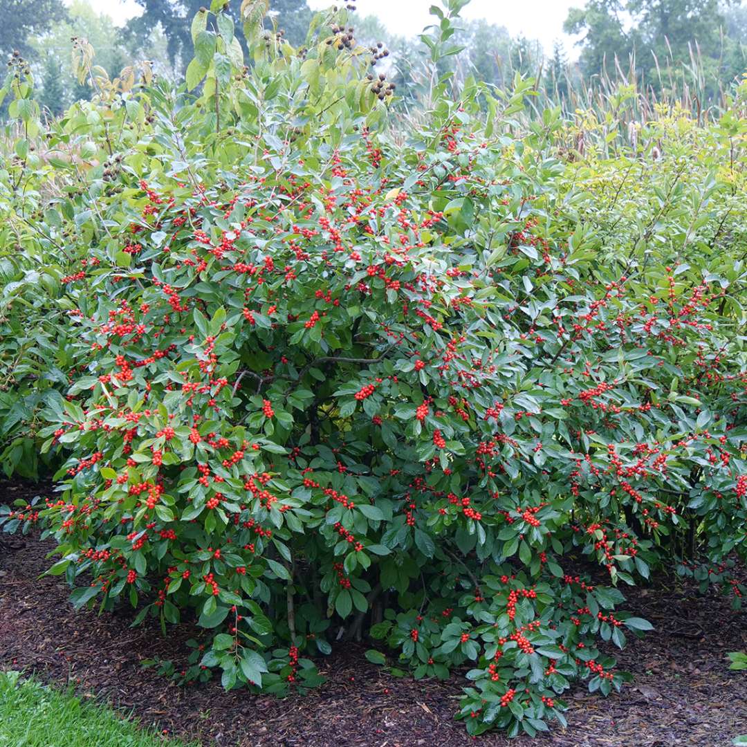 Holly - Winterberry - BERRY HEAVY