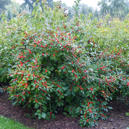 Holly - Winterberry - BERRY HEAVY