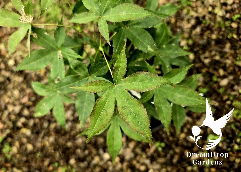 Japanese Maple - Rhode Island Red — DreamDrop Gardens photo 1