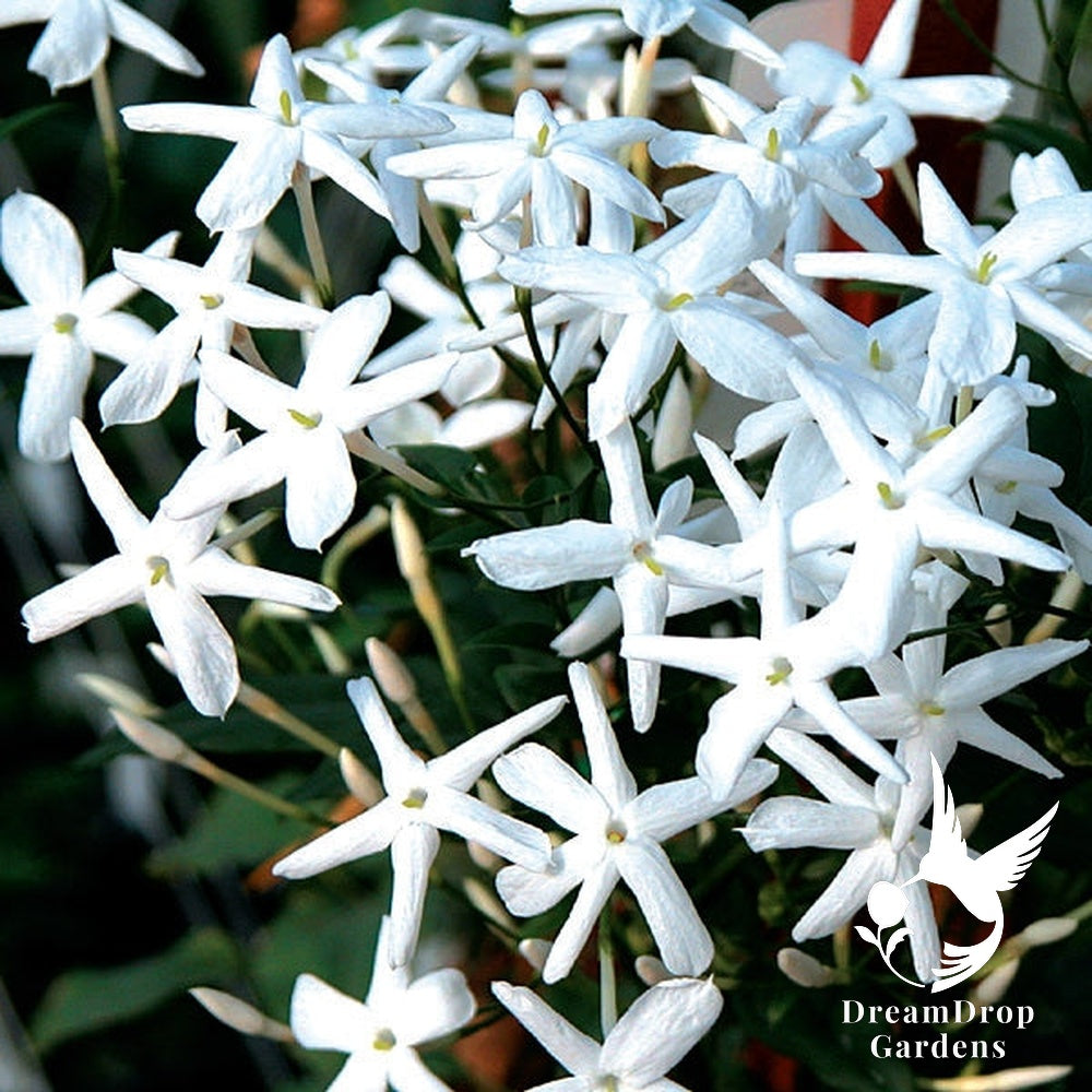 Common Jasmine — DreamDrop Gardens photo 1