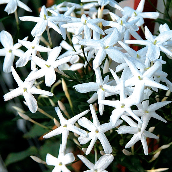 Common Jasmine