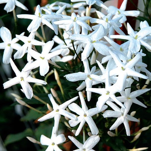 Common Jasmine