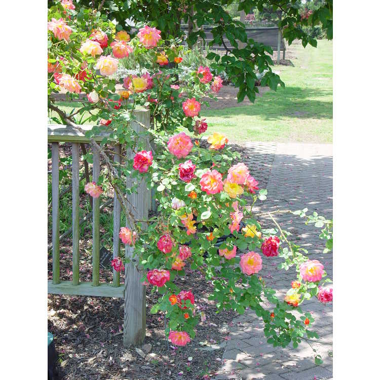 Rose - Climbing - Joseph's Coat